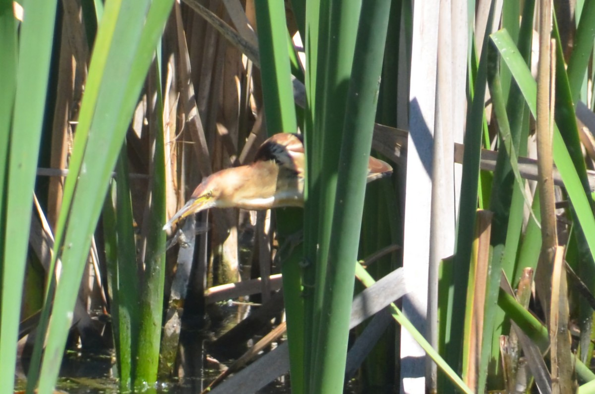 Black-backed Bittern - ML643680167