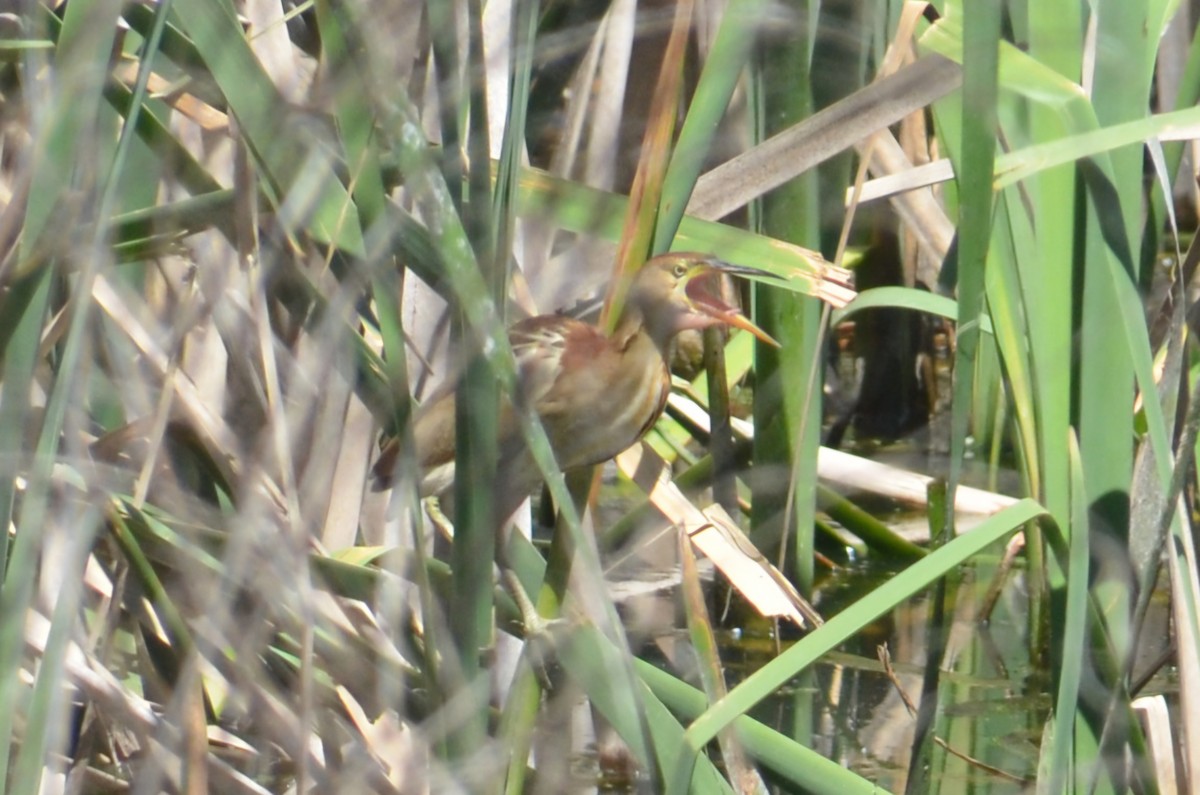 Black-backed Bittern - ML643680168