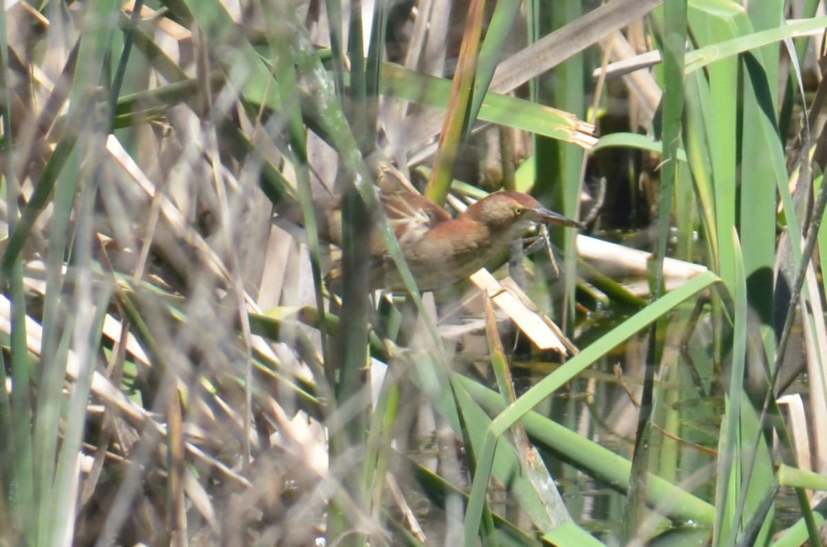 Black-backed Bittern - ML643680169