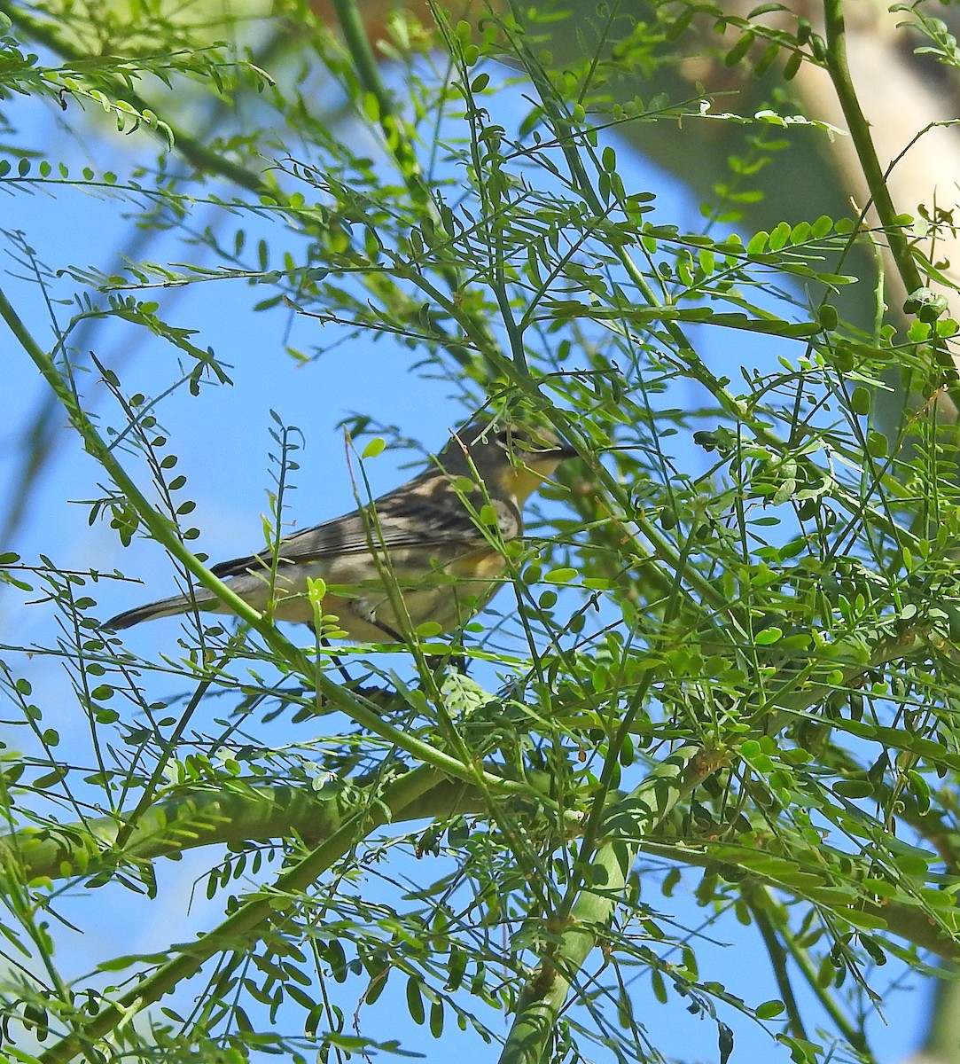 Yellow-rumped Warbler - ML643680185