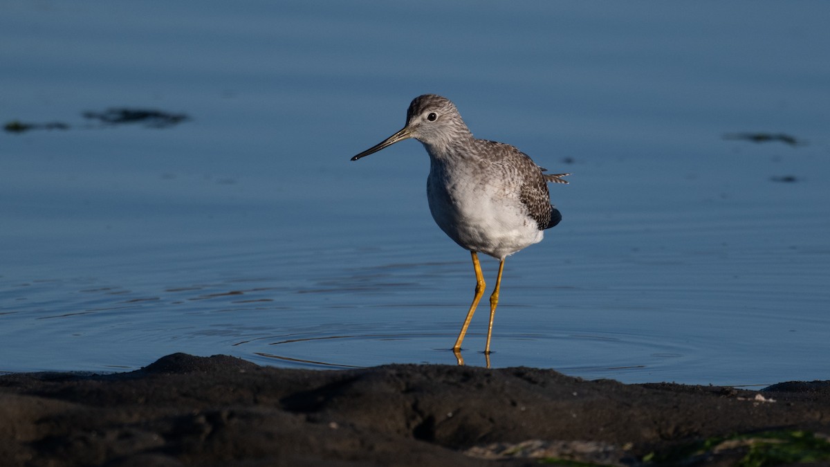 Greater Yellowlegs - ML643680188