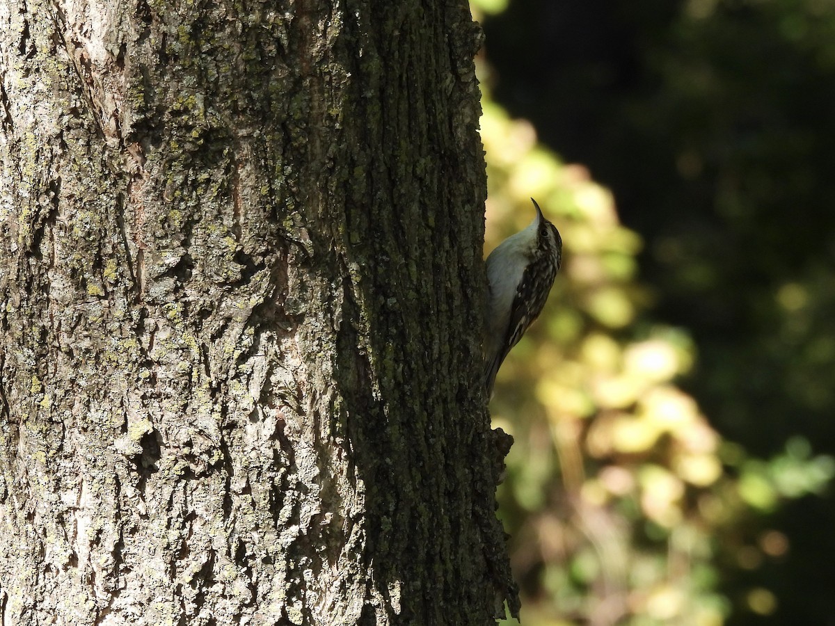 Brown Creeper - ML643680196