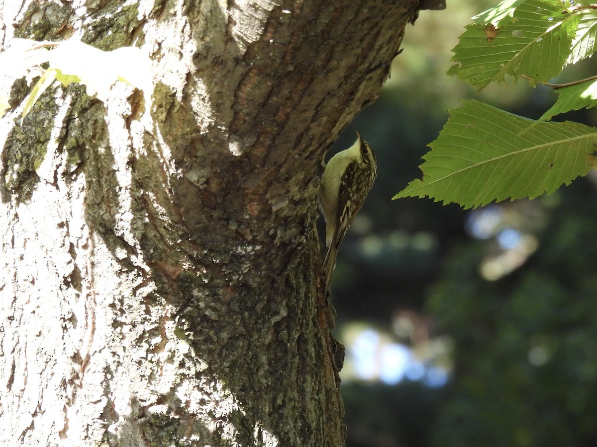 Brown Creeper - ML643680197