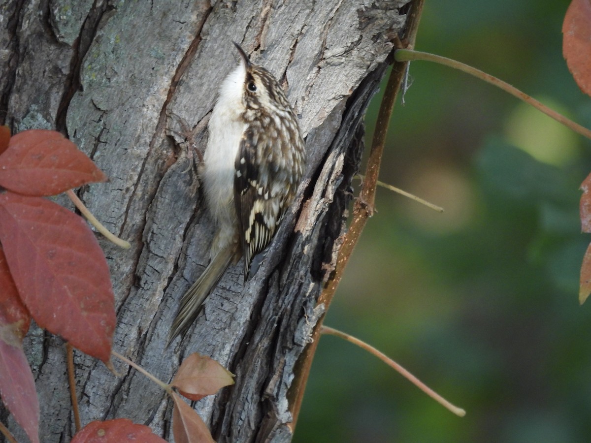Brown Creeper - ML643680198