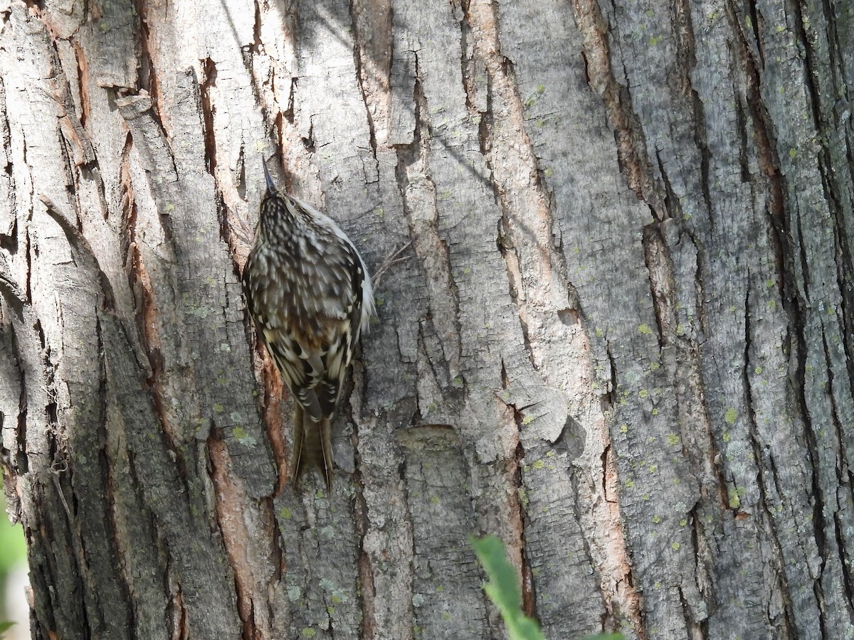 Brown Creeper - ML643680199