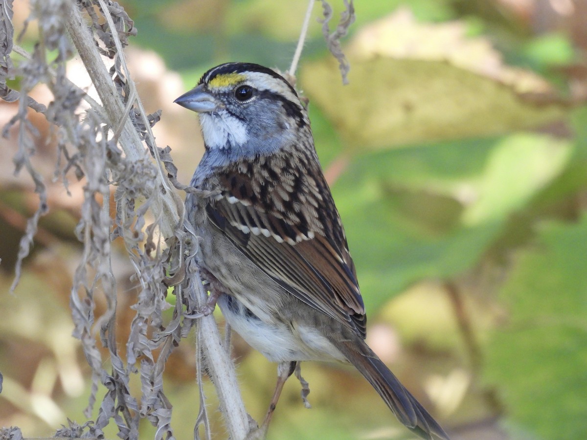 White-throated Sparrow - ML643680214
