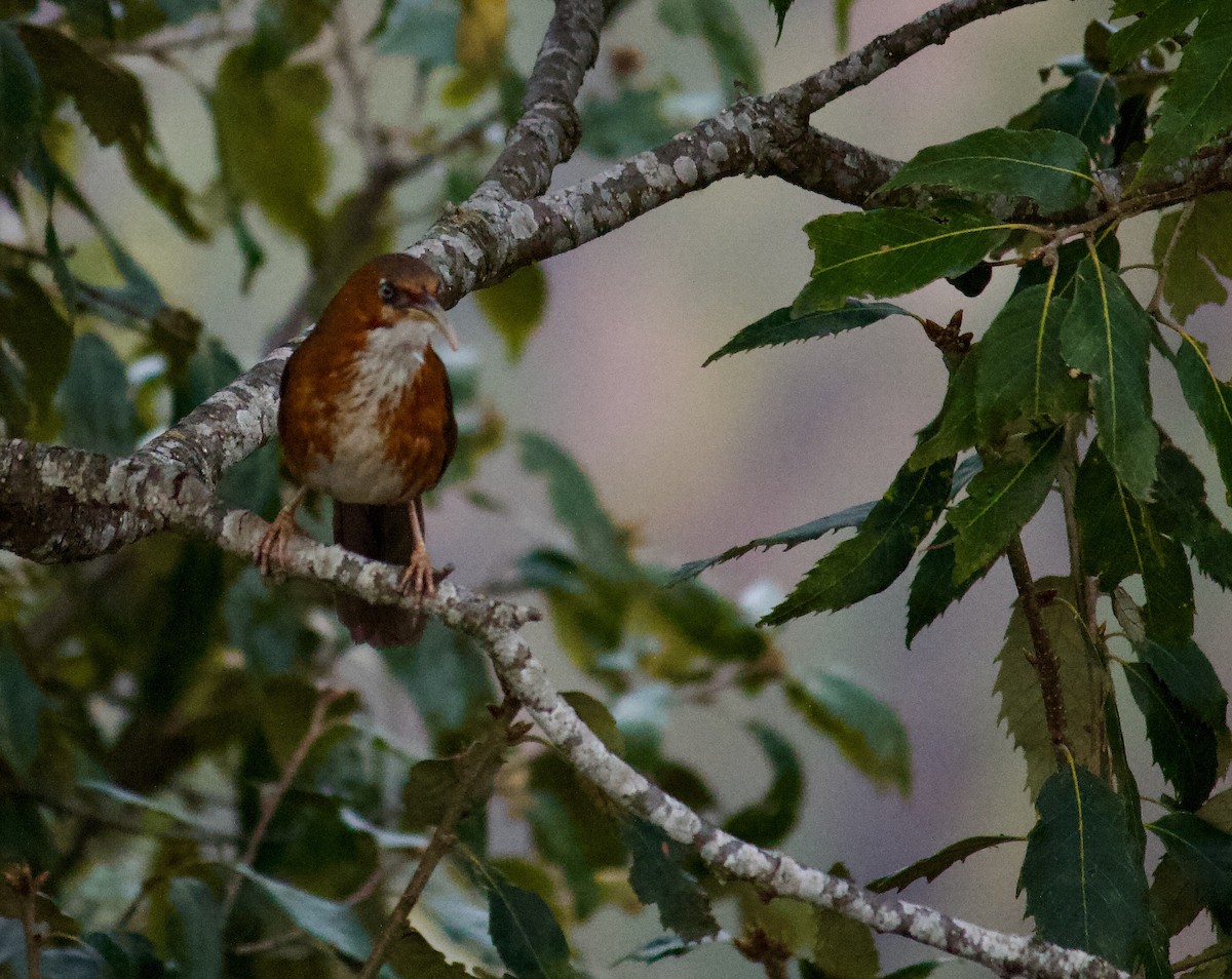 Rusty-cheeked Scimitar-Babbler - ML643680217