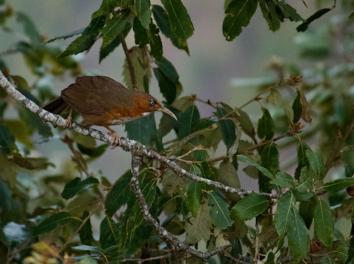 Rusty-cheeked Scimitar-Babbler - ML643680218