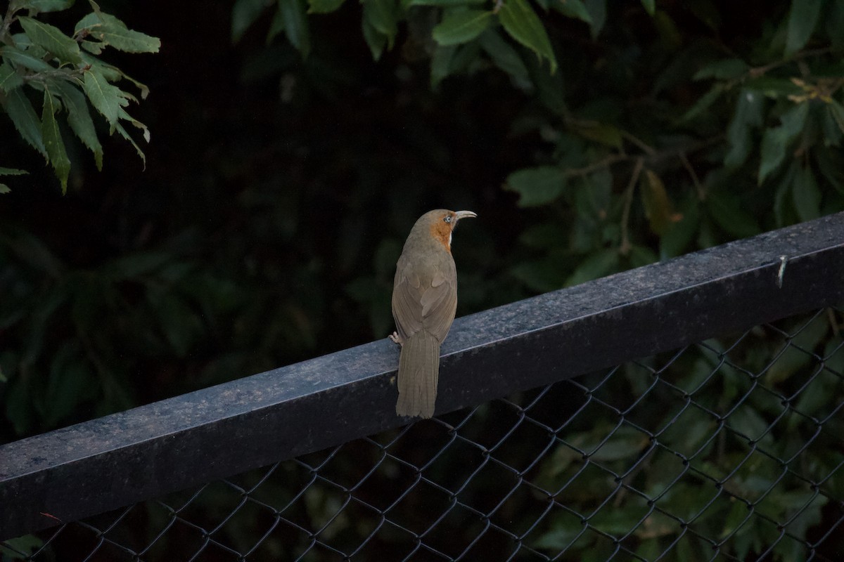 Rusty-cheeked Scimitar-Babbler - ML643680219