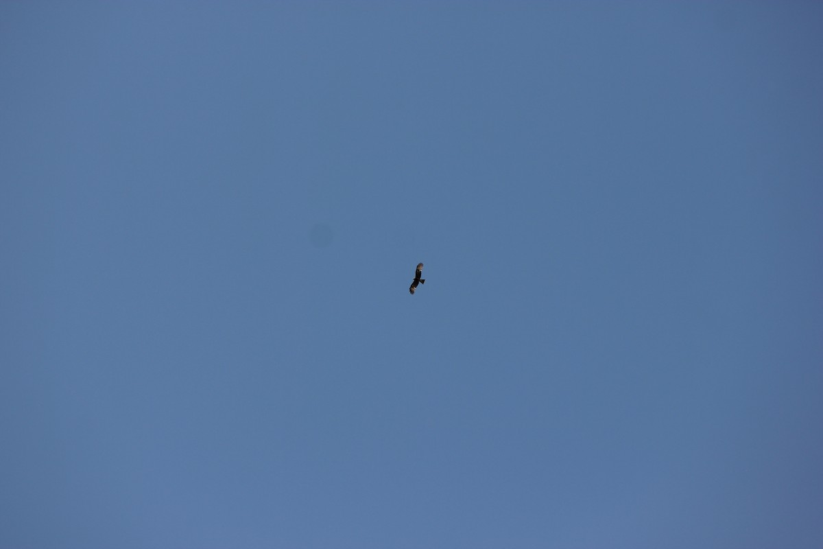 Square-tailed Kite - ML643680223