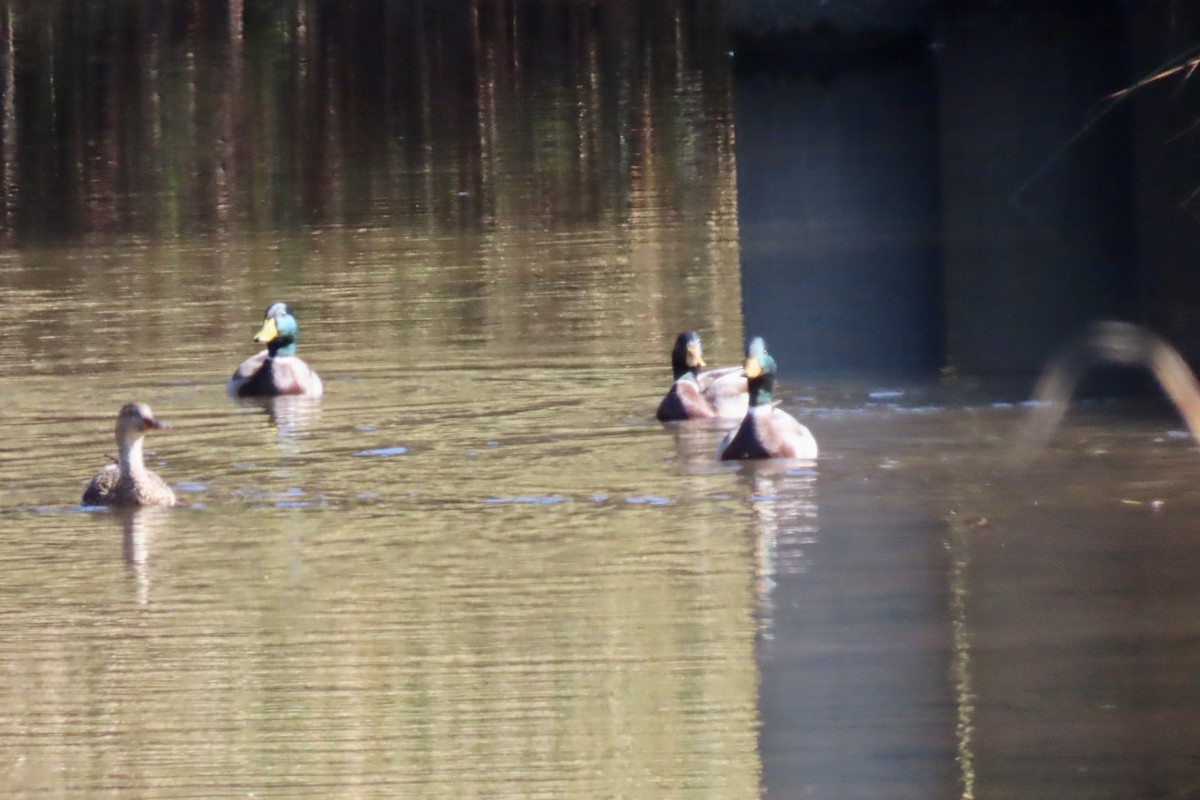 Canard colvert - ML643680225
