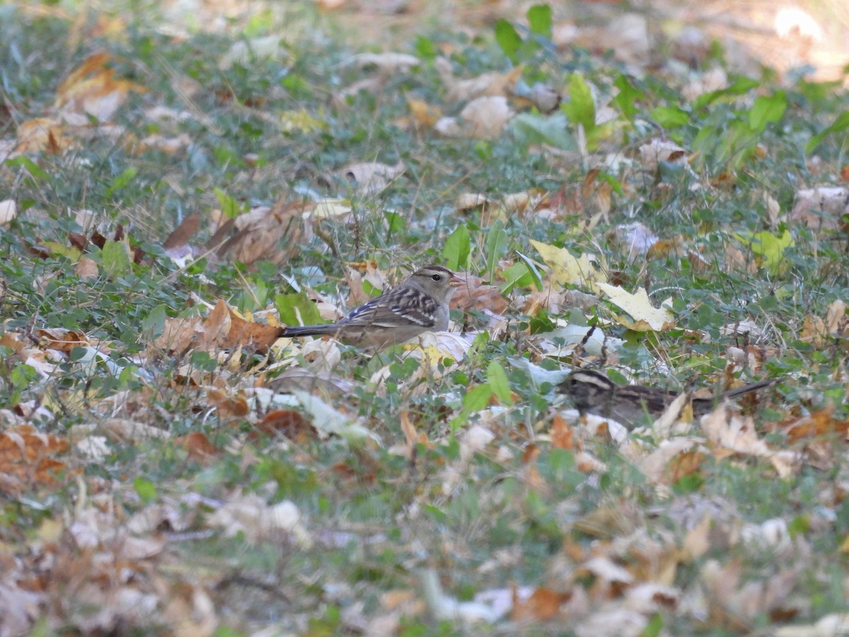 White-crowned Sparrow - ML643680226