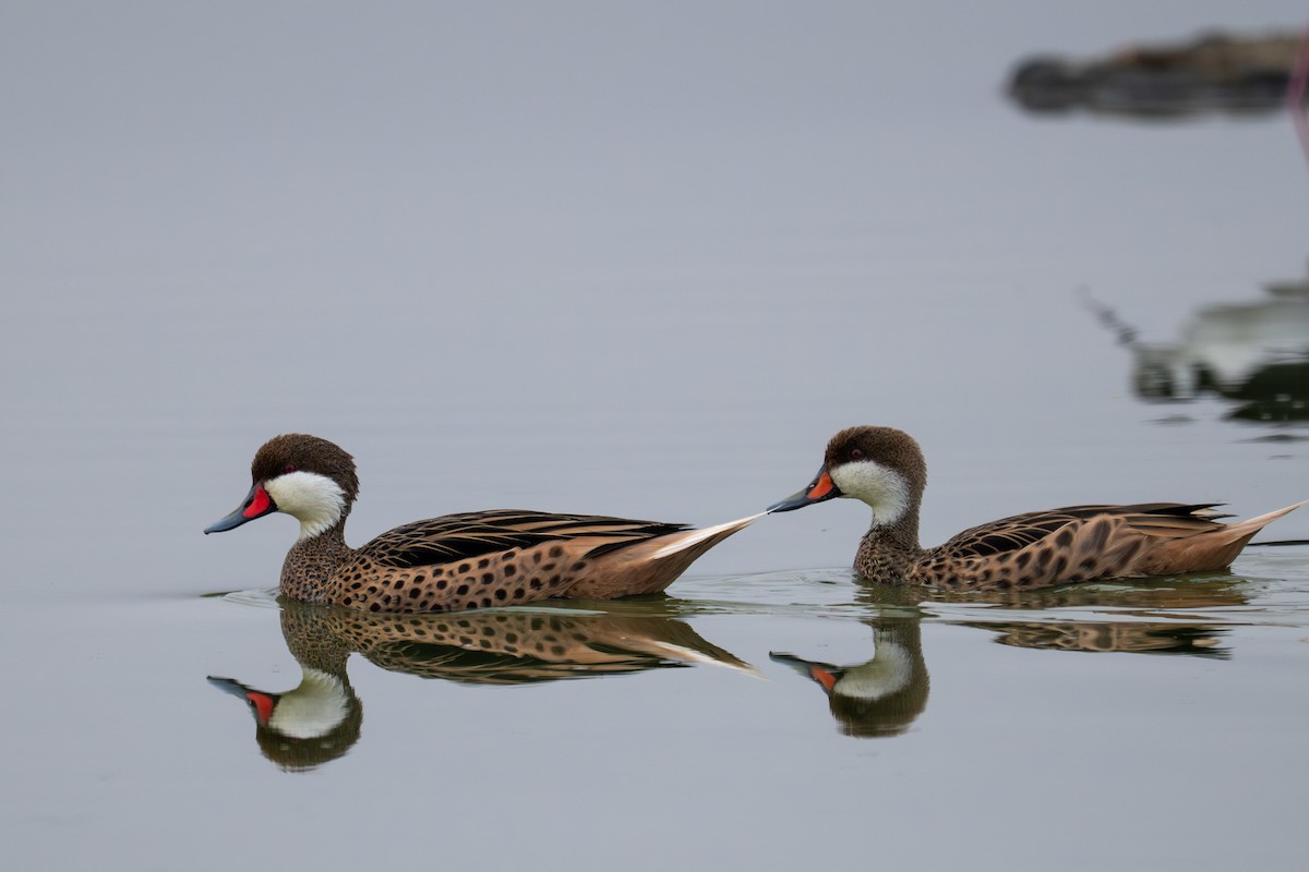 White-cheeked Pintail - ML643680235