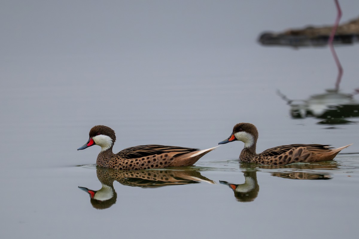 White-cheeked Pintail - ML643680236