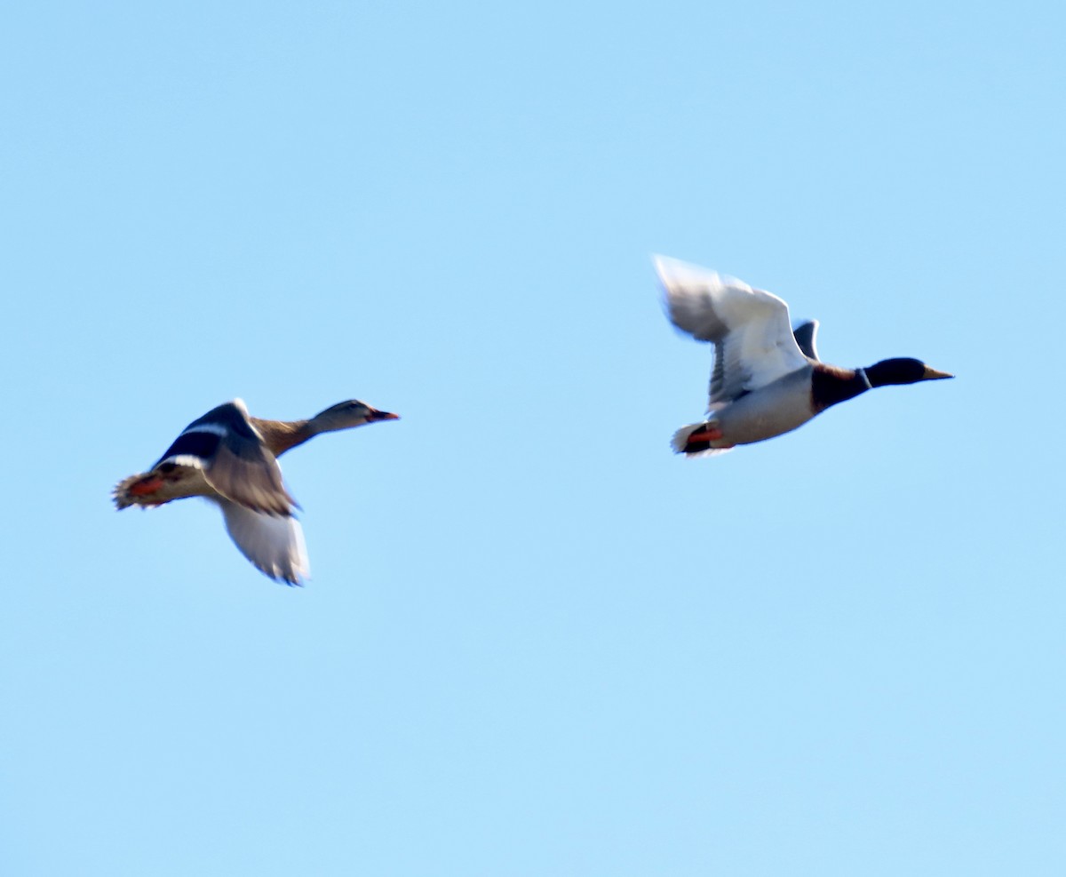 Canard colvert - ML643680256