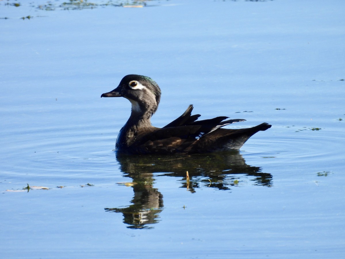 Wood Duck - ML643680260