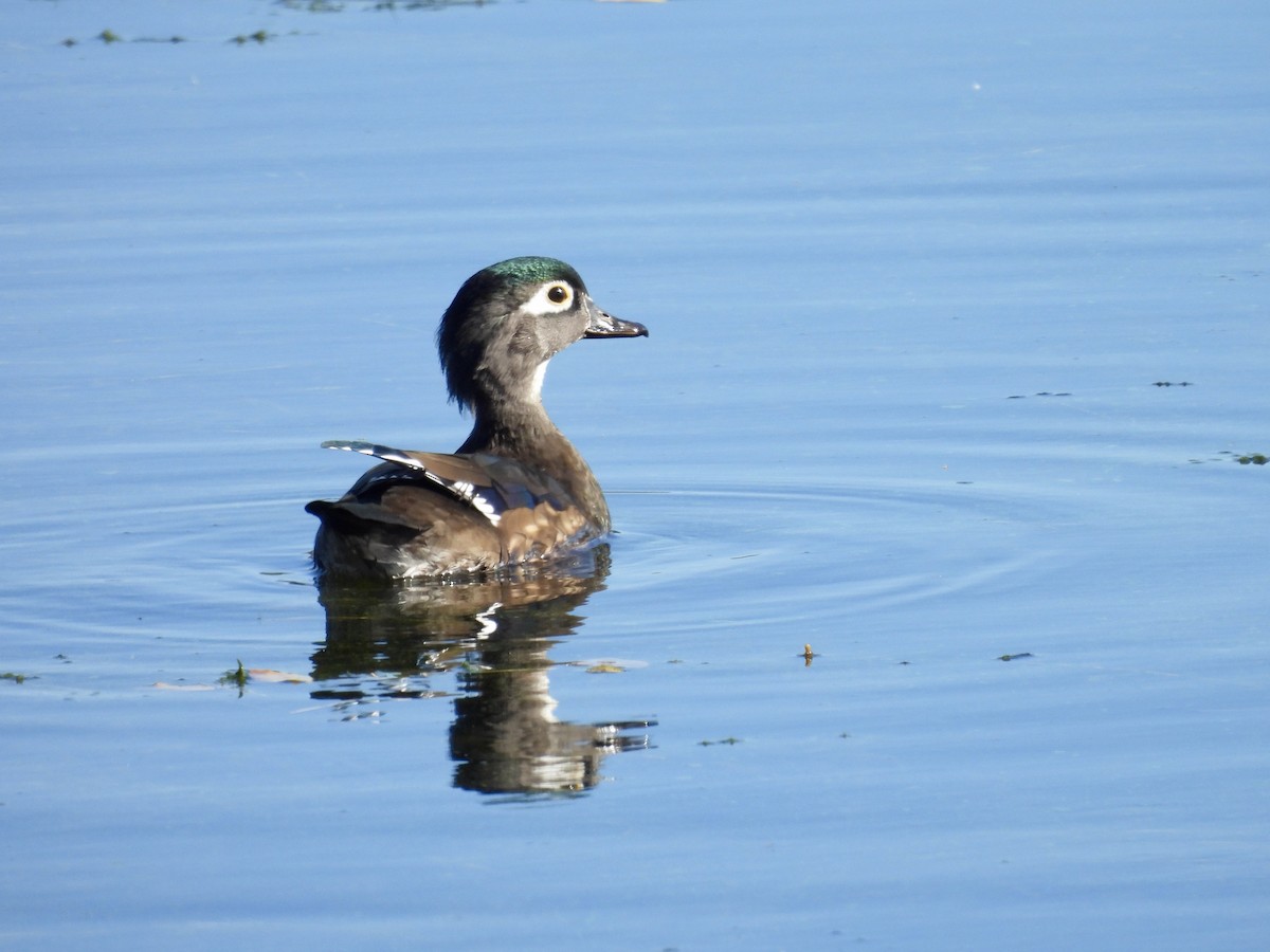 Wood Duck - ML643680261