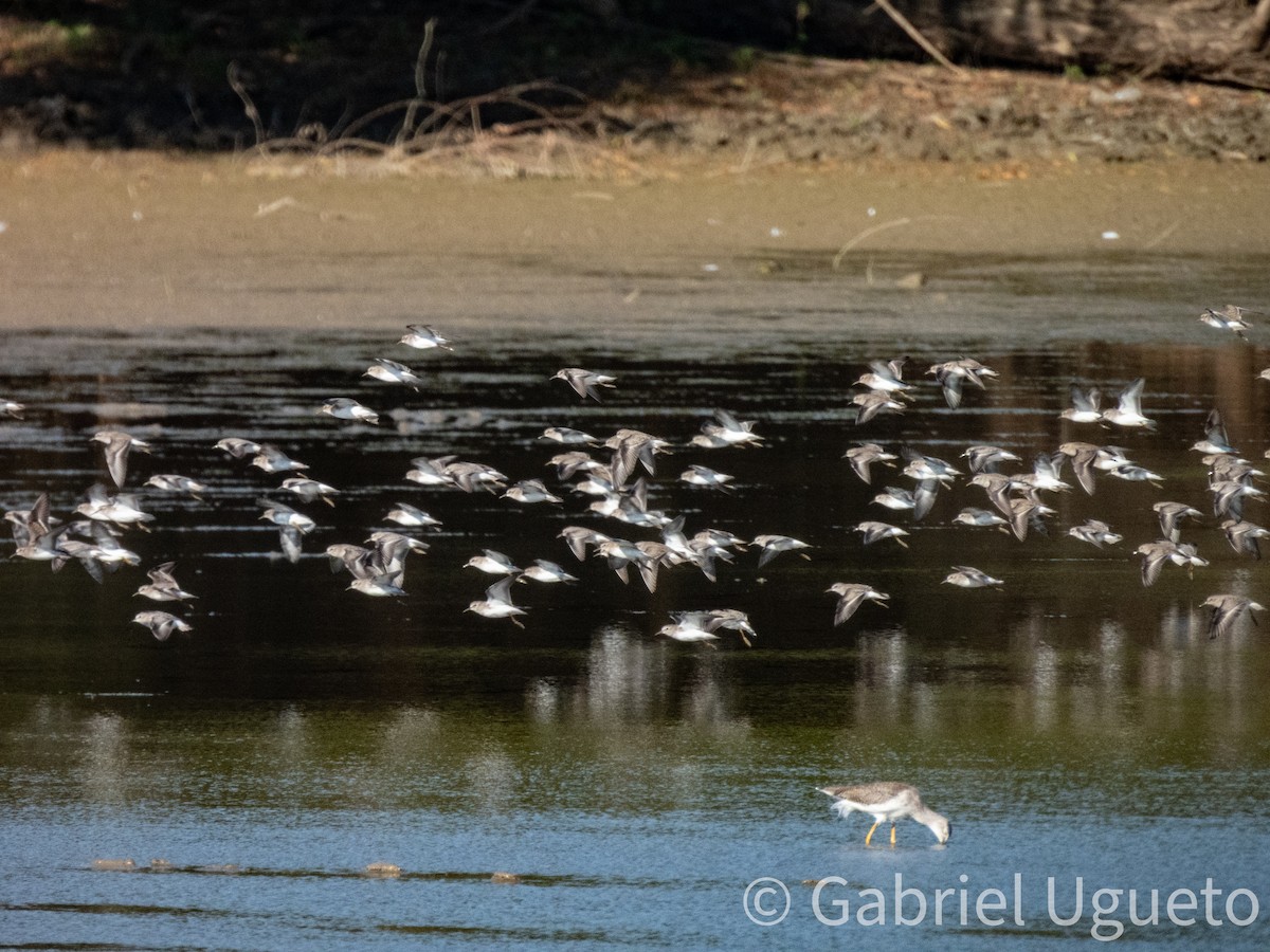 Least Sandpiper - ML643680269