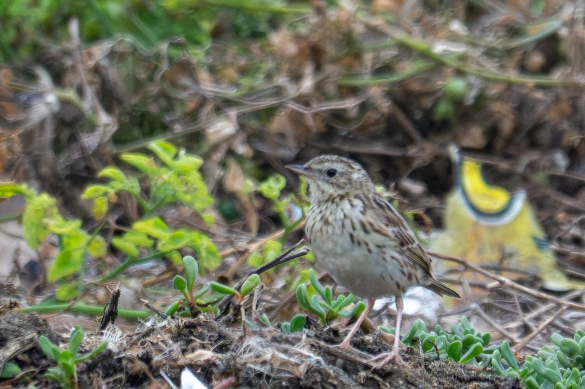 Pipit du Pérou - ML643680274