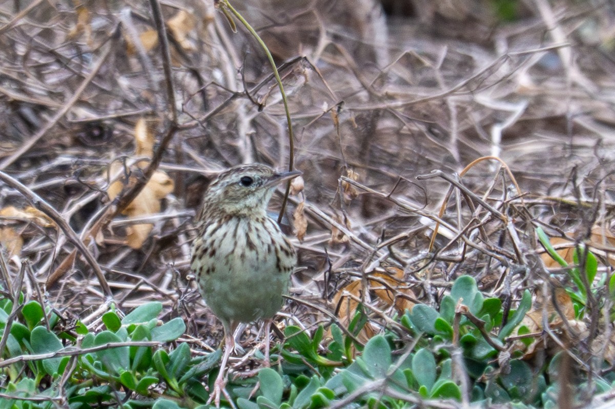 Pipit du Pérou - ML643680275