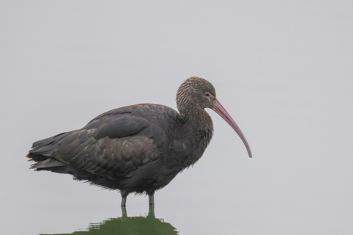 Puna Ibis - ML643680282