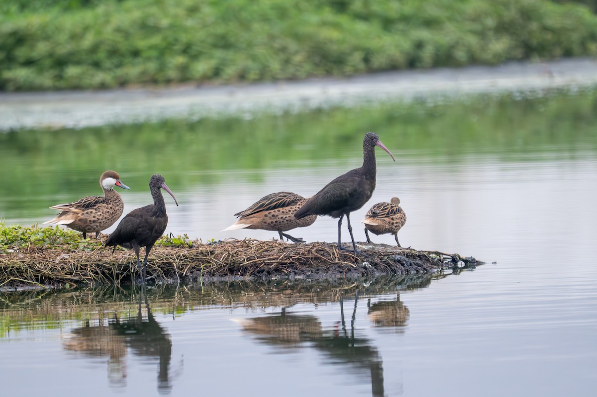Puna Ibis - ML643680283