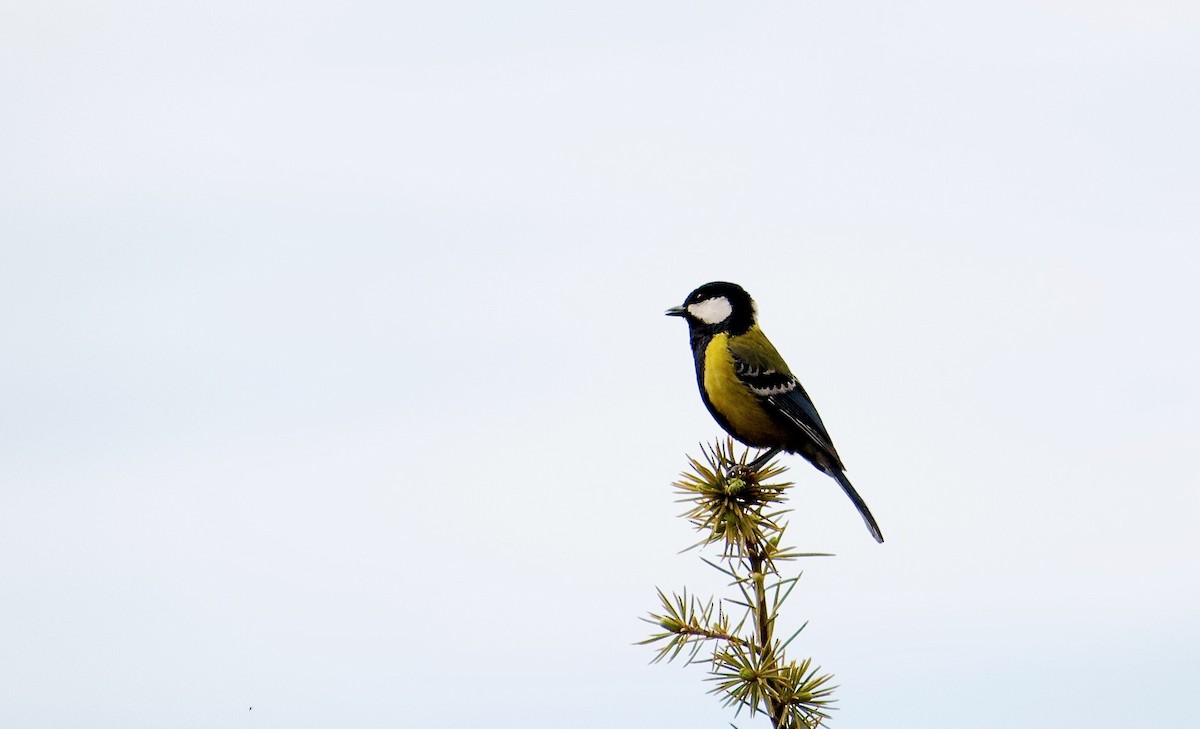 Mésange montagnarde - ML643680309