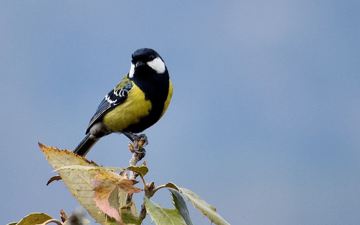 Mésange montagnarde - ML643680310