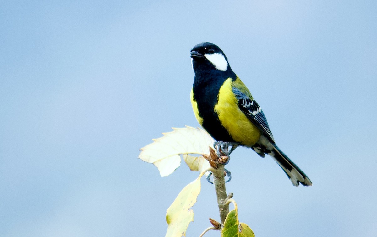Mésange montagnarde - ML643680311