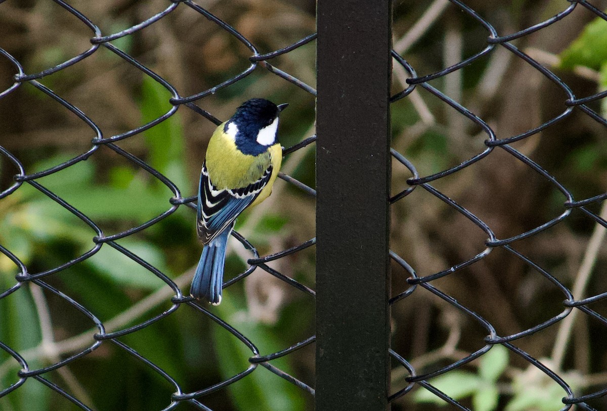 Mésange montagnarde - ML643680312