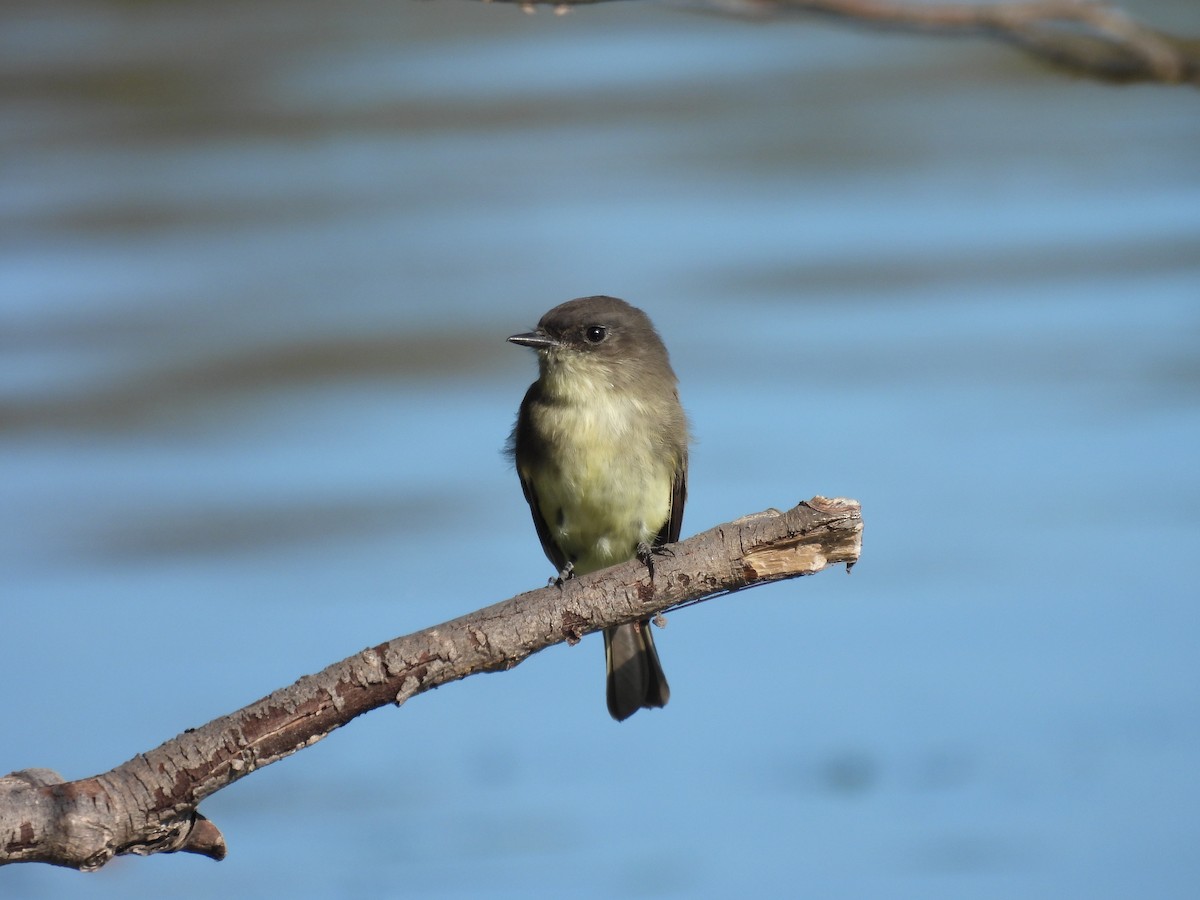 Eastern Phoebe - ML643680328