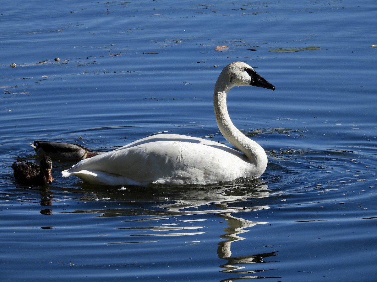 Trumpeter Swan - ML643680334