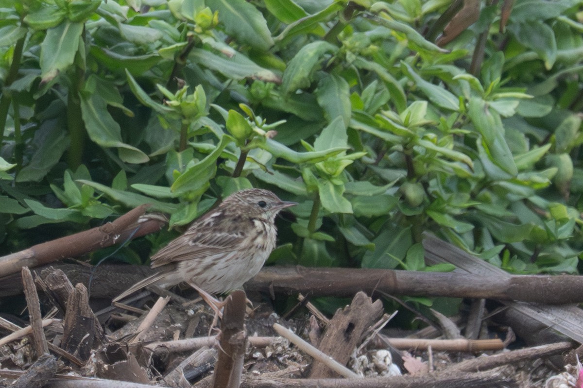 Pipit du Pérou - ML643680337