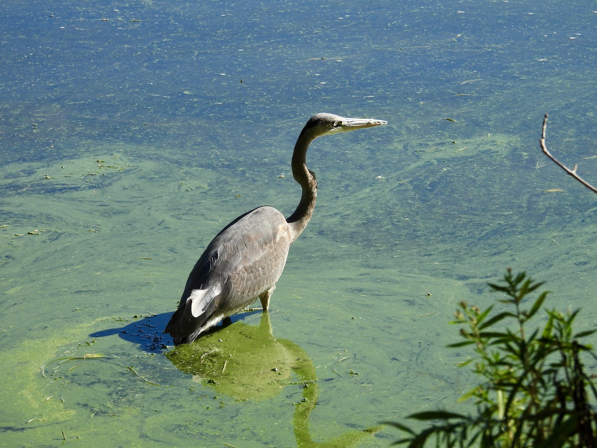 Great Blue Heron - ML643680346