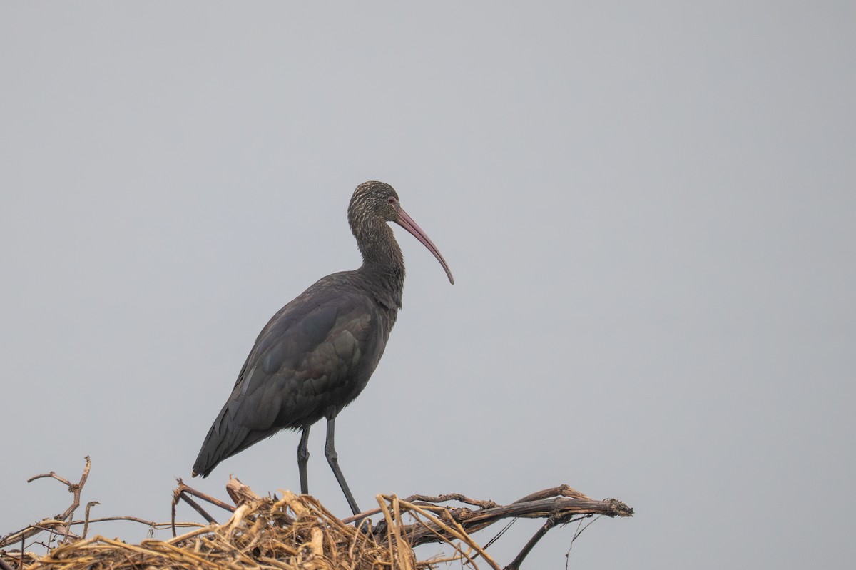 Puna Ibis - ML643680351