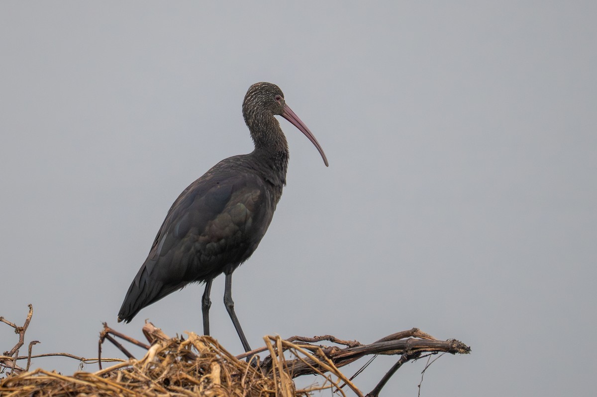 Puna Ibis - ML643680352