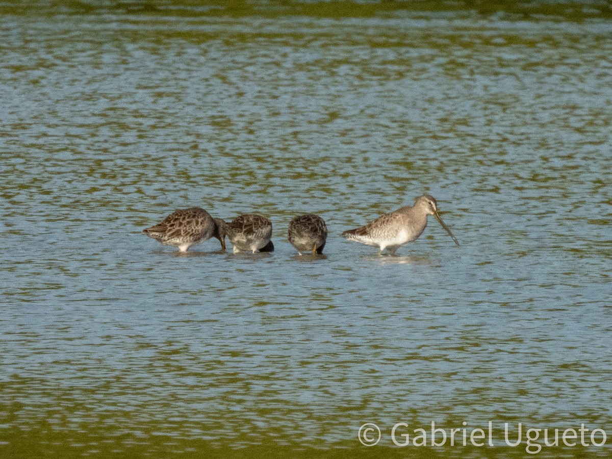 Long-billed Dowitcher - ML643680371