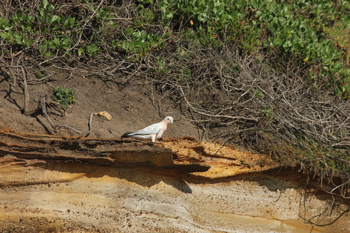 Какаду рожевий x малий - ML643680372