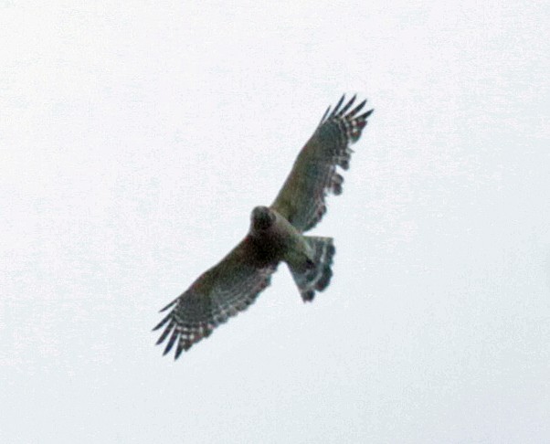 káně páskovaná - ML643680392