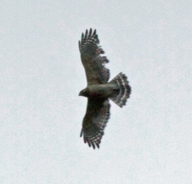 káně páskovaná - ML643680393