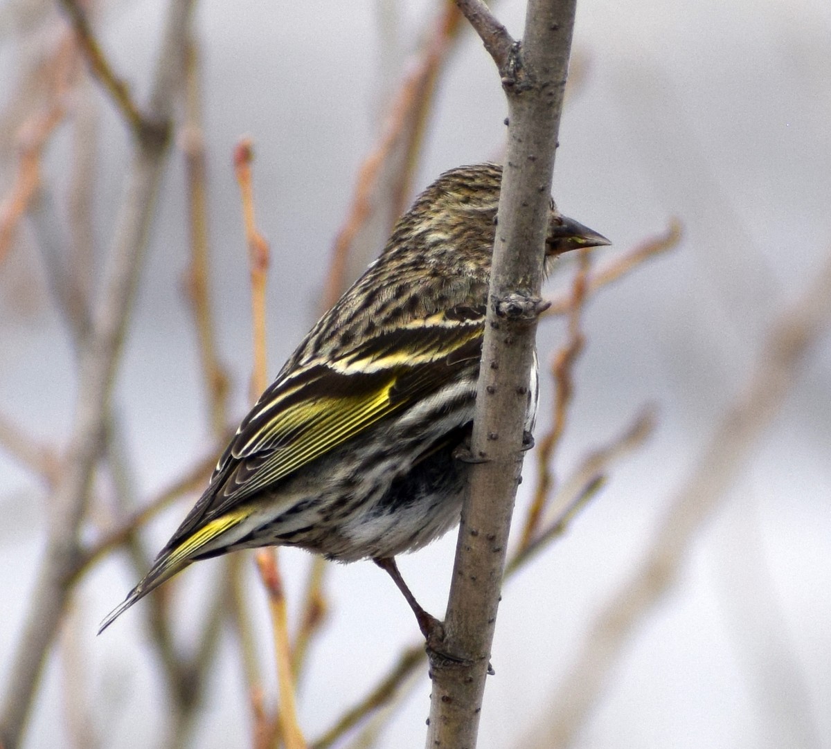 Pine Siskin - ML643680396