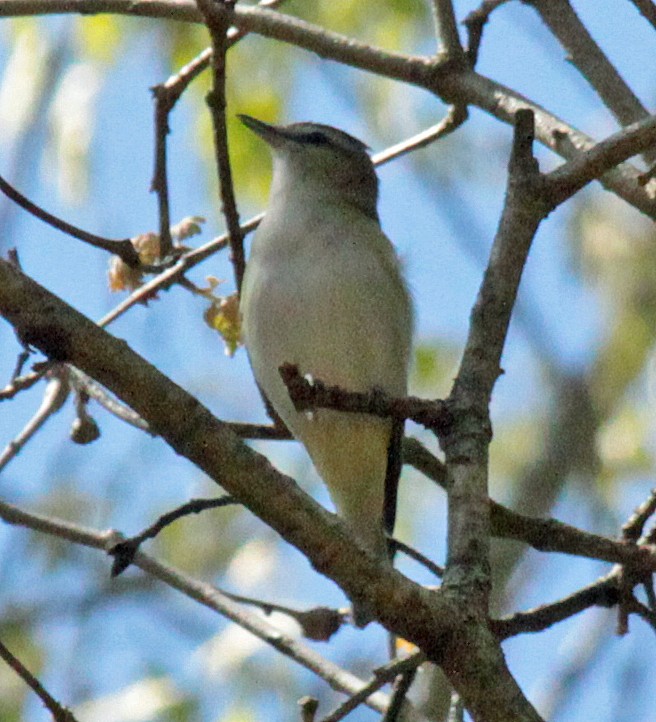 Vireo begigorria - ML643680398