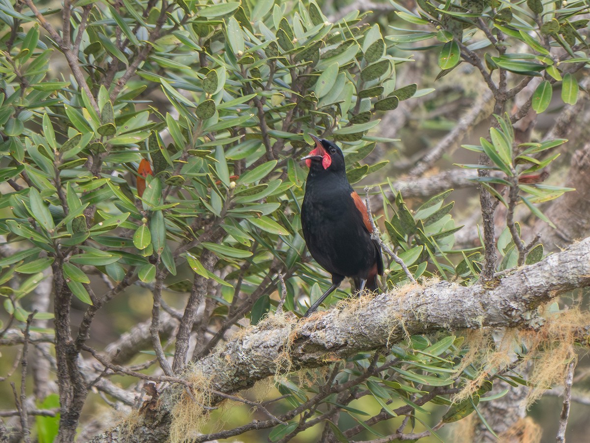North Island Saddleback - ML643680419