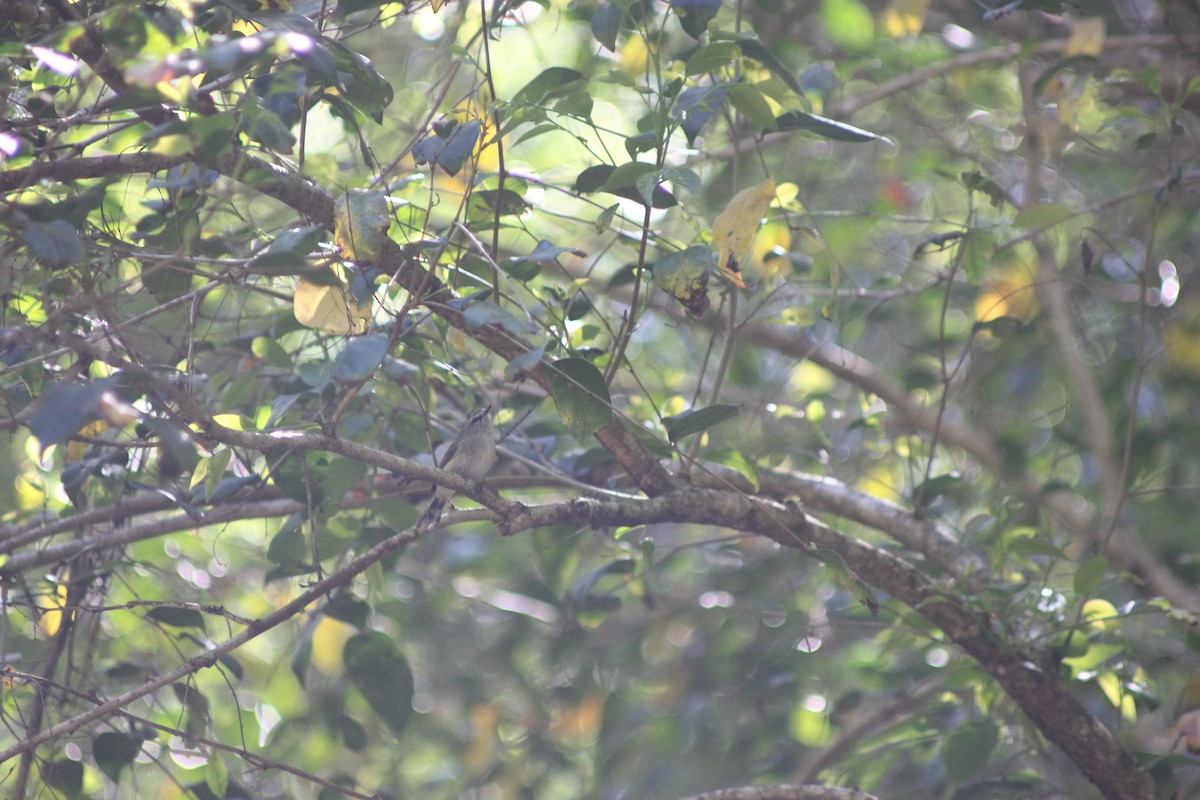 Brown Gerygone - ML643680431
