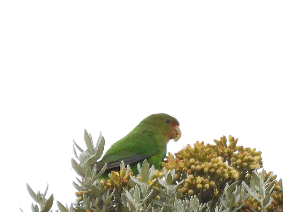Rufous-fronted Parakeet - ML643680434