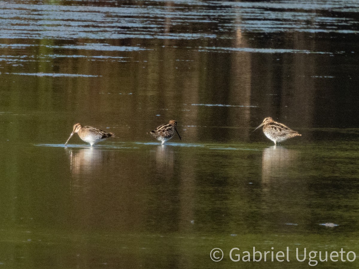 Wilson's Snipe - ML643680435