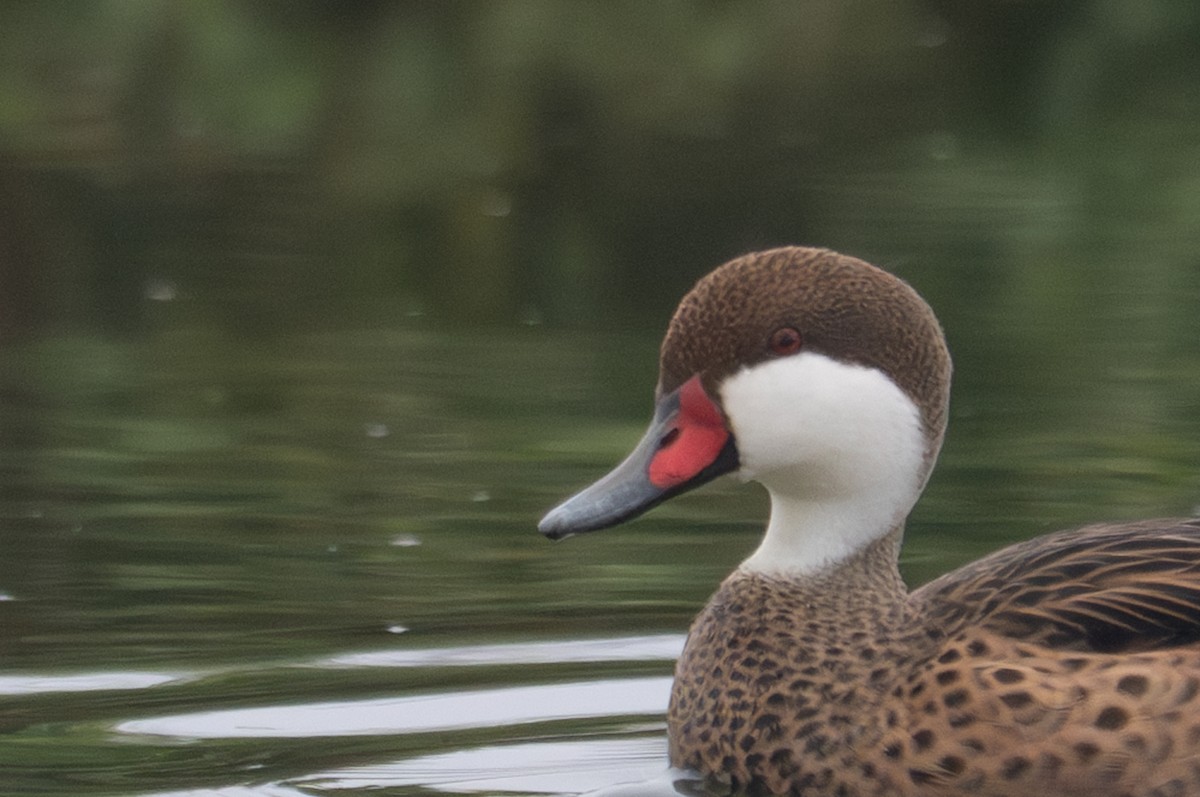 White-cheeked Pintail - ML643680441