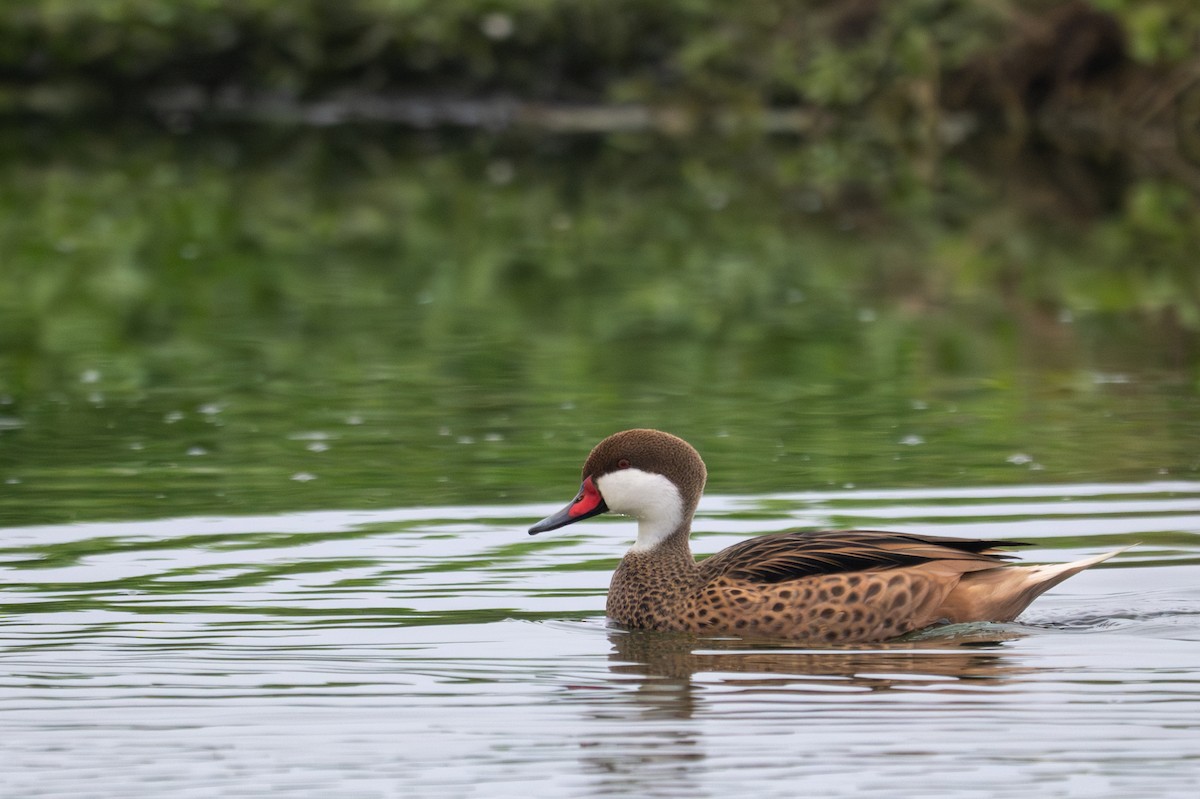 White-cheeked Pintail - ML643680442