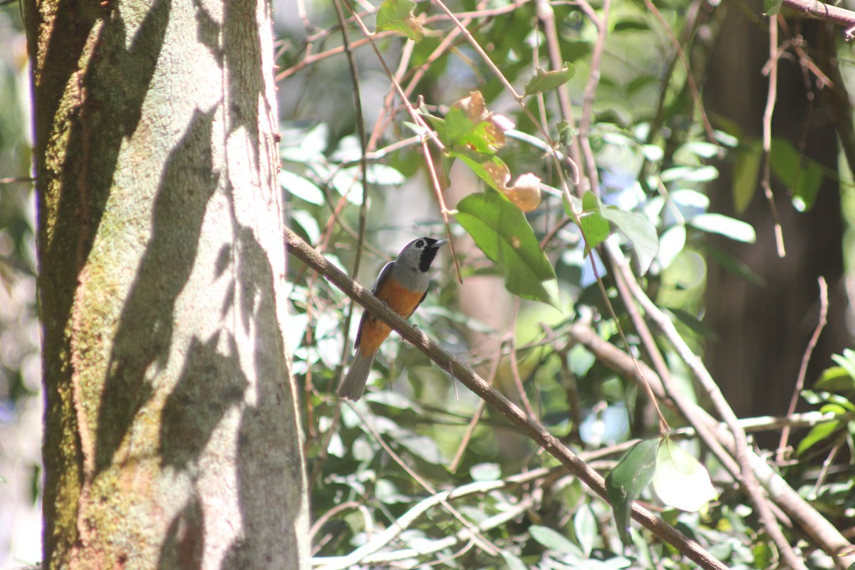 Black-faced Monarch - ML643680444