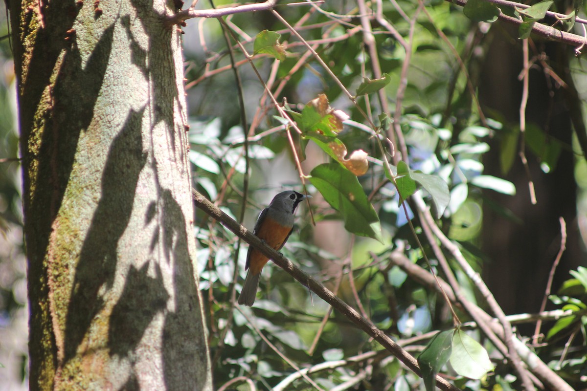 Black-faced Monarch - ML643680445